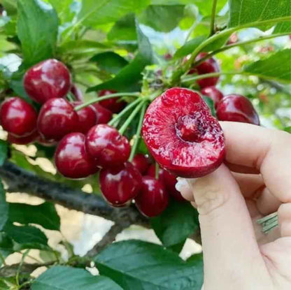 20 Cherry Seeds For Gardening And Home Improvement