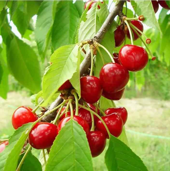 20 Cherry Seeds For Gardening And Home Improvement