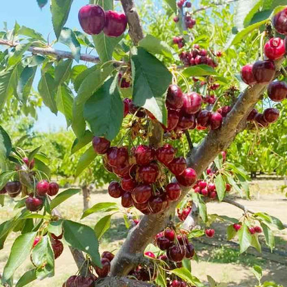 20 Cherry Seeds For Gardening And Home Improvement