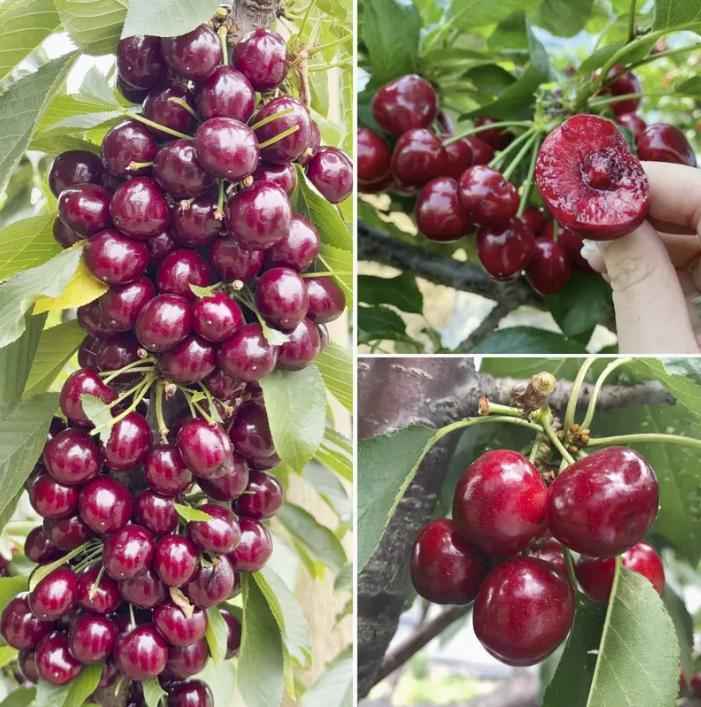 20 Cherry Seeds For Gardening And Home Improvement