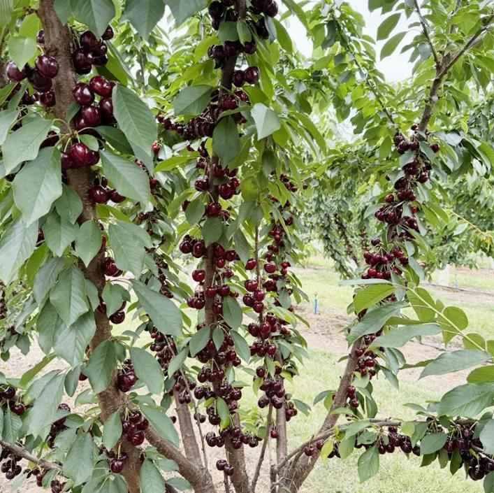 20 Cherry Seeds For Gardening And Home Improvement